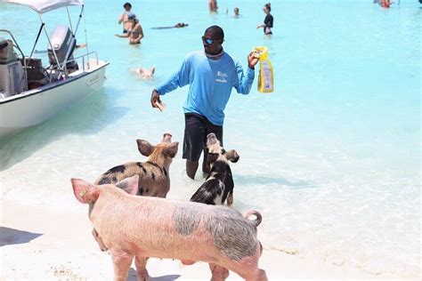 Eleuthera Swimming Pigs & Famous Pink Sands Beach All。